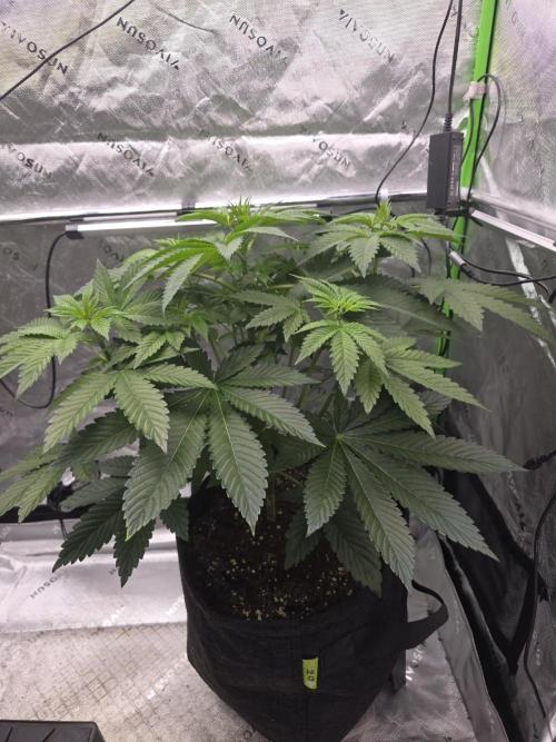 SSSC - Tropical Ice Cream - No Contest. Week 7 - Day 45