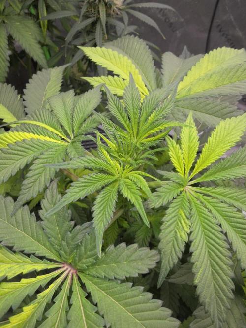 The Special (Gassy) One - F027- Contest. Week 7 - Day 47
