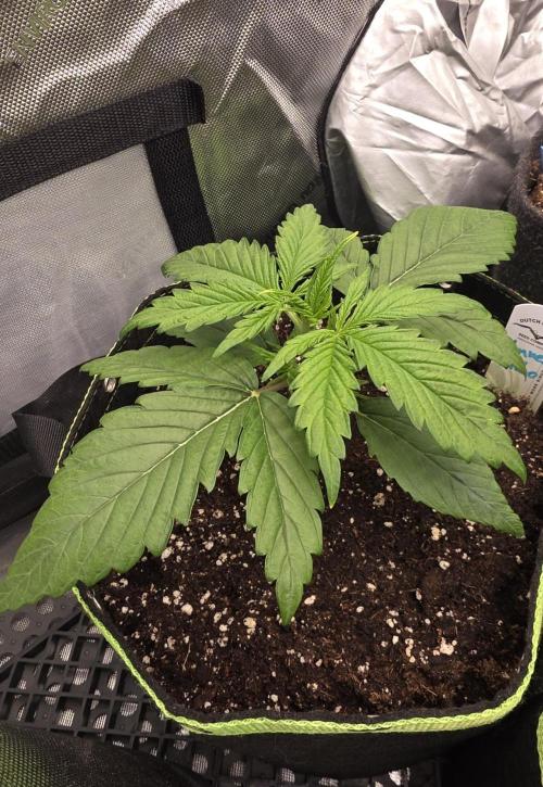 Amnesia Bilbo Auto - Genehtik. Week 3 - Day 17