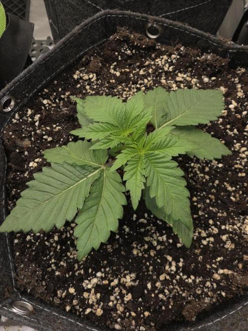 Orange Creampop - HSC. Week 3 - Day 17
