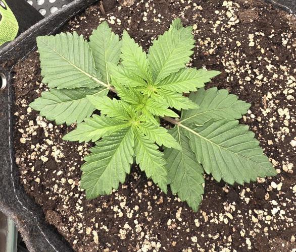 Orange Creampop - HSC. Week 3 - Day 18