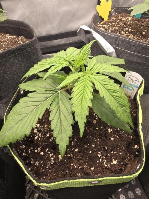 Amnesia Bilbo Auto - Genehtik. Week 3 - Day 18