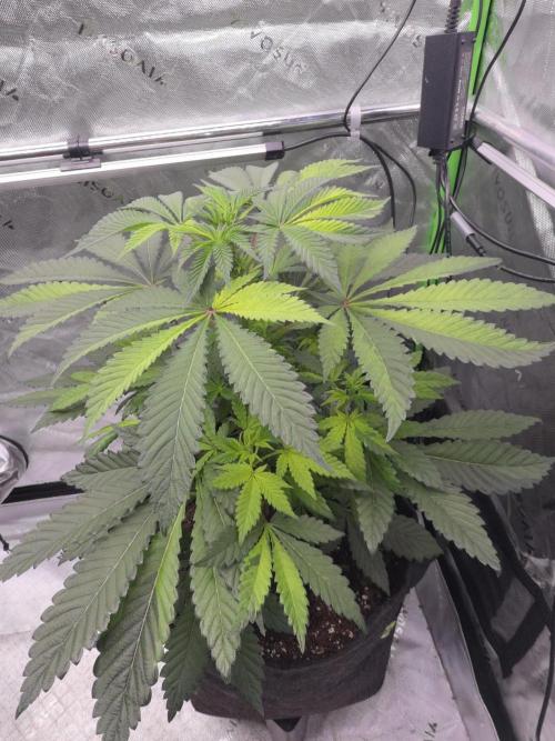 The Special (Gassy) One - F027- Contest. Week 7 - Day 48