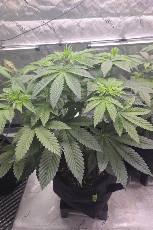 SSSC - Tropical Ice Cream - No Contest. Week 7 - Day 46