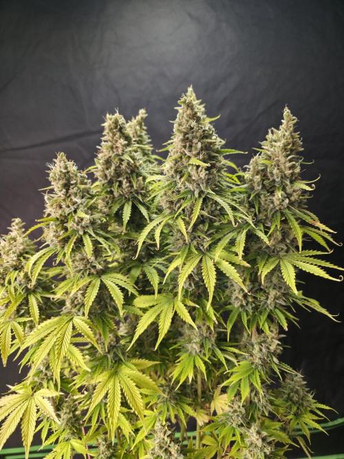 Pandora Auto - Paradise Seeds. Week 17 - Harvest day - day 108