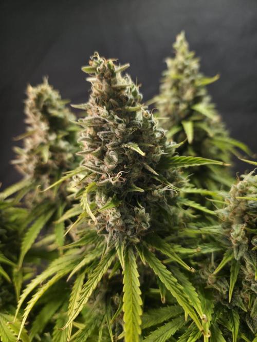 Pandora Auto - Paradise Seeds. Week 17