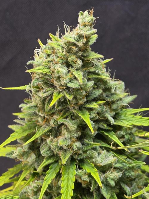 Pandora Auto - Paradise Seeds. Week 17