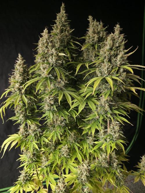 Pandora Auto - Paradise Seeds. Week 17