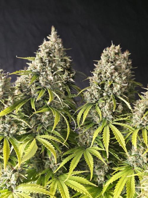 Pandora Auto - Paradise Seeds. Week 17