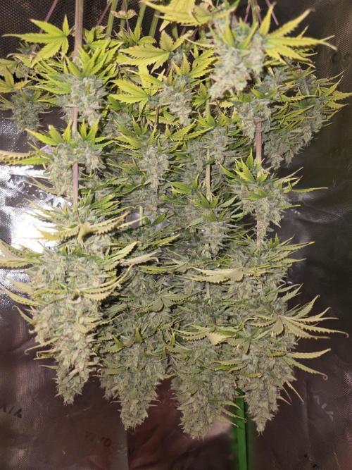 Pandora Auto - Paradise Seeds. Week 17