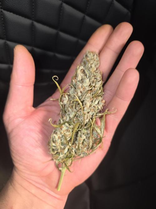 Pandora Auto - Paradise Seeds. Week 17