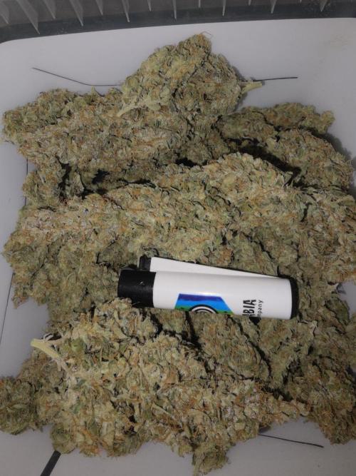 Pandora Auto - Paradise Seeds. Week 17