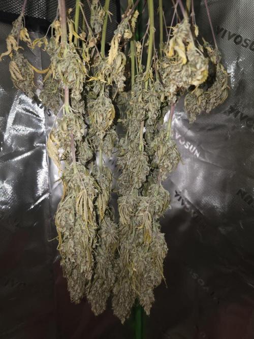 Pandora Auto - Paradise Seeds. Week 17 - six days later ...