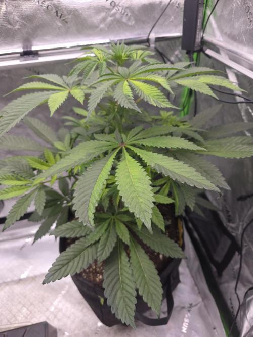 The Special (Gassy) One - F027- Contest. Week 7 - Day 49