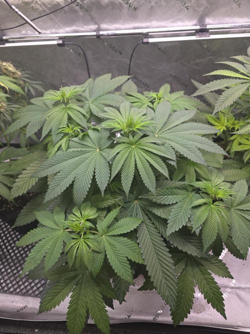 SSSC - Tropical Ice Cream - No Contest. Week 7 - Day 47