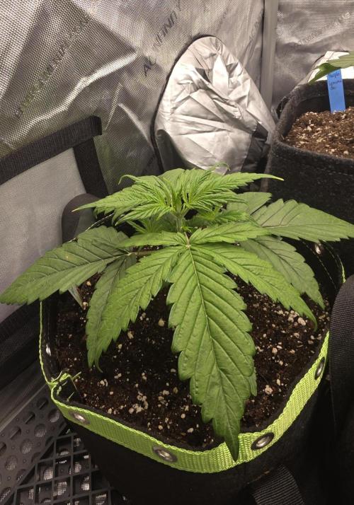 Amnesia Bilbo Auto - Genehtik. Week 3 - Day 19
