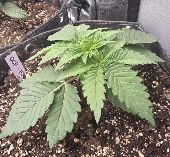 Orange Creampop - HSC. Week 3 - Day 19