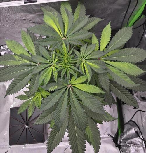 The Special (Gassy) One - F027- Contest. Week 8 - Day 50