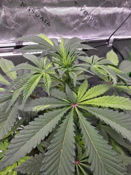 The Special (Gassy) One - F027- Contest. Week 8 - Day 50