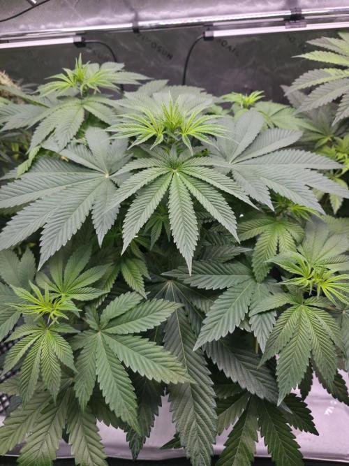 SSSC - Tropical Ice Cream - No Contest. Week 7 - Day 48