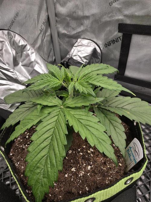 Amnesia Bilbo Auto - Genehtik. Week 3 - Day 20