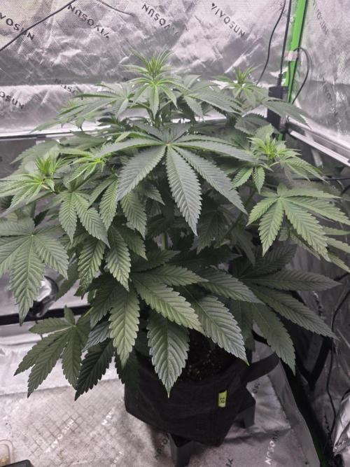 SSSC - Tropical Ice Cream - No Contest. Week 7 - Day 49