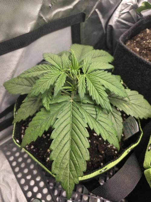 Amnesia Bilbo Auto - Genehtik. Week 3 - Day 21