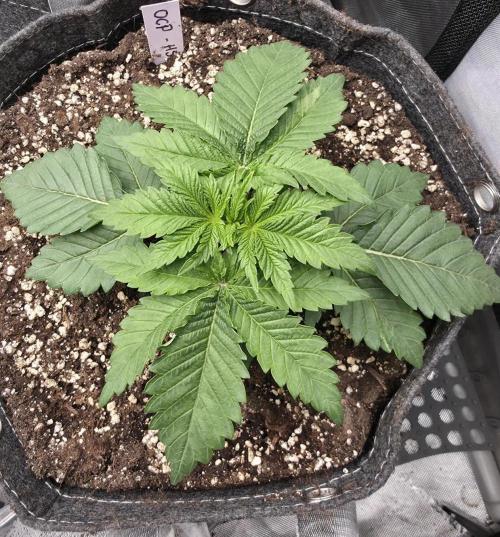 Orange Creampop - HSC. Week 3 - Day 20