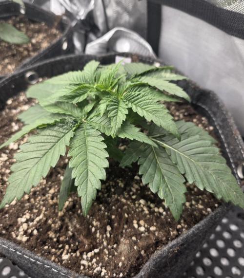 Orange Creampop - HSC. Week 3 - Day 21