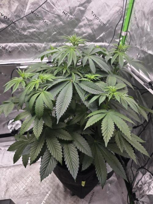 SSSC - Tropical Ice Cream - No Contest. Week 8 - Day 50