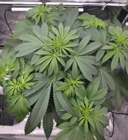 SSSC - Tropical Ice Cream - No Contest. Week 8 - Day 50