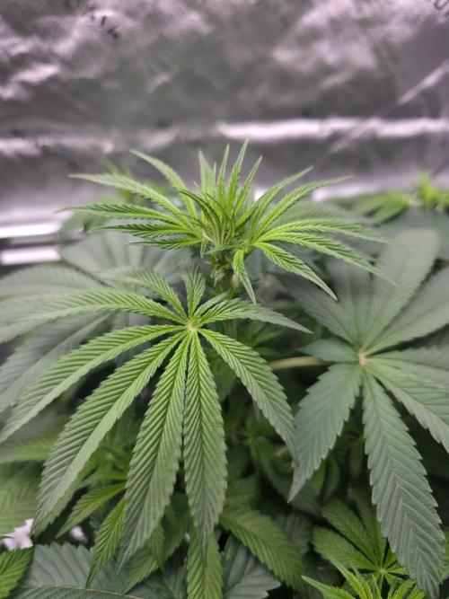 SSSC - Tropical Ice Cream - No Contest. Week 8 - Day 50