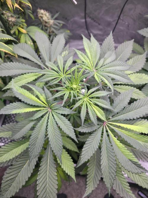 The Special (Gassy) One - F027- Contest. Week 8 - Day 52