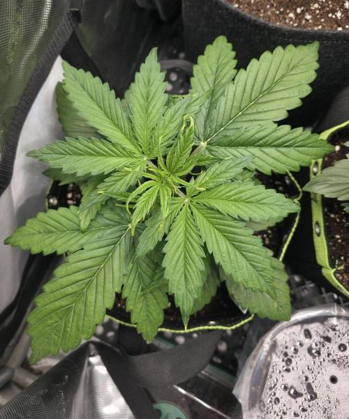 Amnesia Bilbo Auto - Genehtik. Week 4 - Day 22