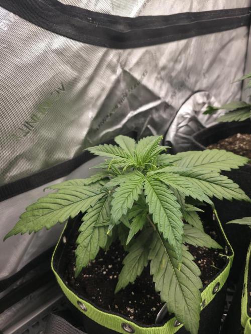 Amnesia Bilbo Auto - Genehtik. Week 4 - Day 22
