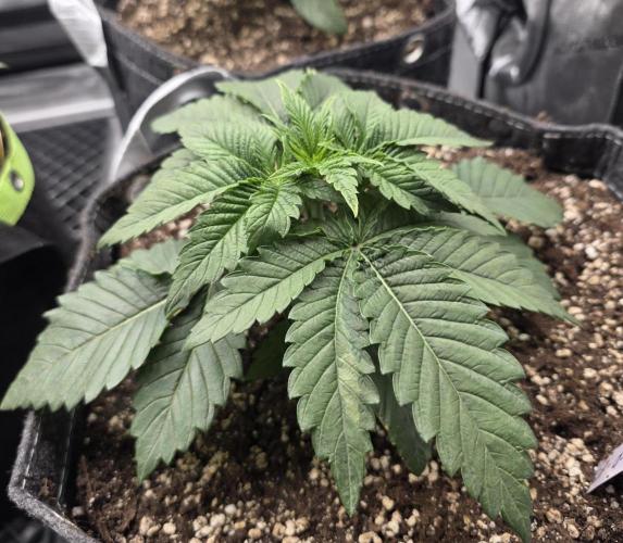 Orange Creampop - HSC. Week 4 - Day 22