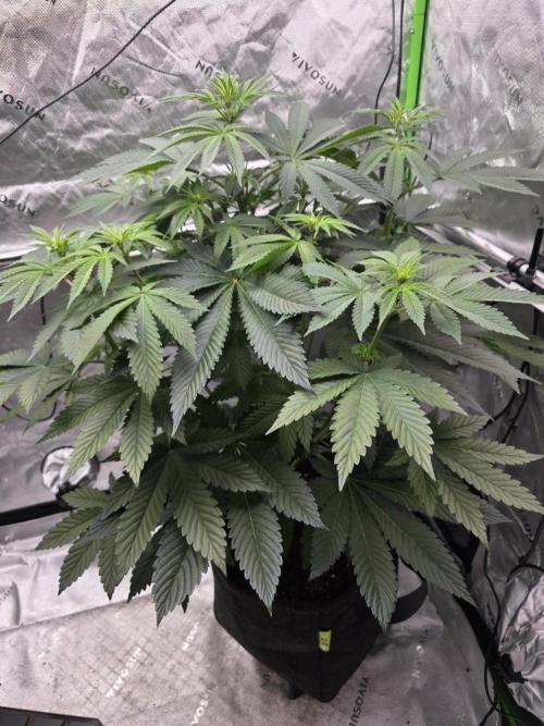SSSC - Tropical Ice Cream - No Contest. Week 8 - Day 51