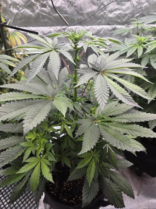 The Special (Gassy) One - F027- Contest. Week 8 - Day 53