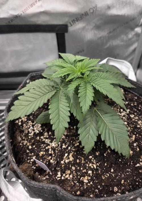 Orange Creampop - HSC. Week 4 - Day 23