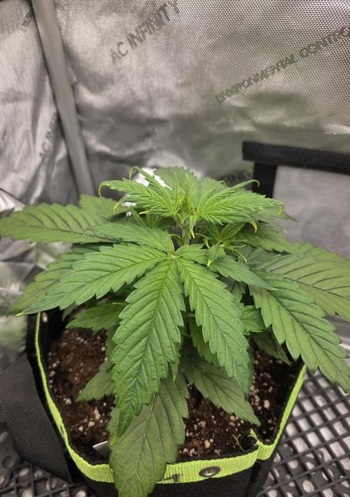 Amnesia Bilbo Auto - Genehtik. Week 4 - Day 23