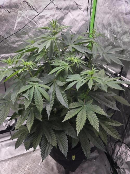 SSSC - Tropical Ice Cream - No Contest. Week 8 - Day 52