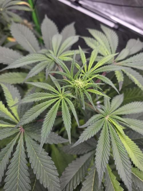The Special (Gassy) One - F027- Contest. Week 8 - Day 54