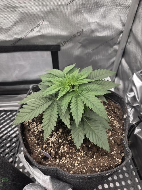 Orange Creampop - HSC. Week 4 - Day 24