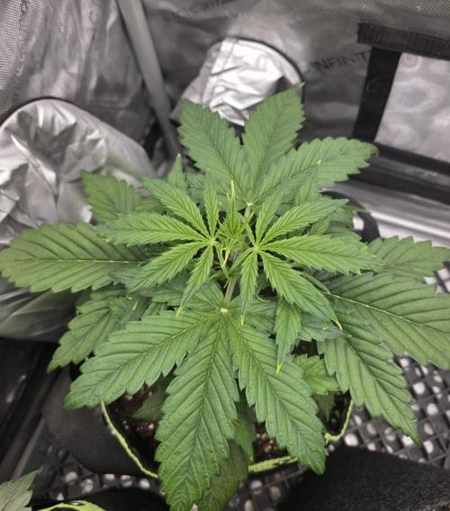 Amnesia Bilbo Auto - Genehtik. Week 4 - Day 24