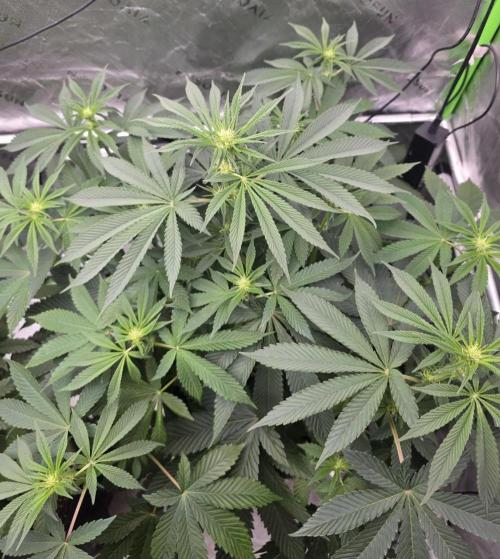 SSSC - Tropical Ice Cream - No Contest. Week 8 - Day 53