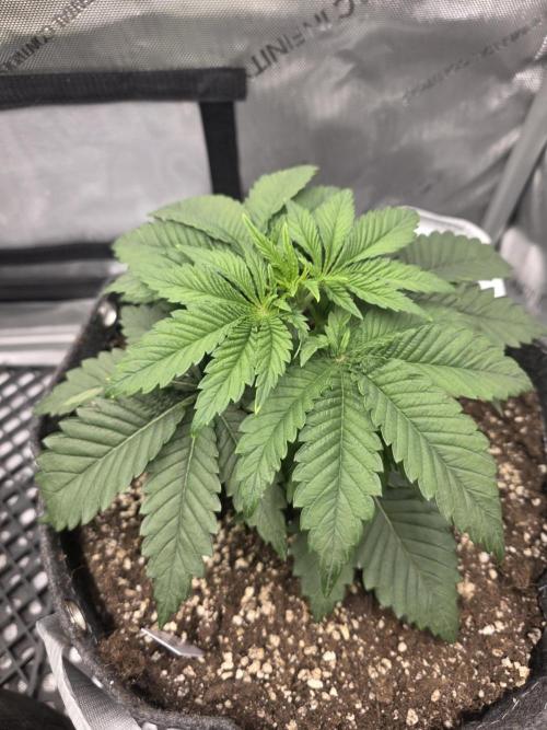 Orange Creampop - HSC. Week 4 - Day 25