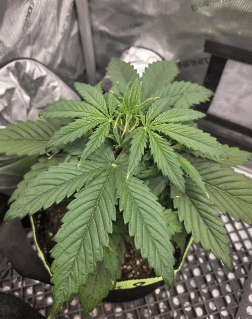 Amnesia Bilbo Auto - Genehtik. Week 4 - Day 25