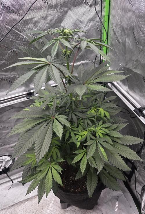The Special (Gassy) One - F027- Contest. Week 8 - Day 56