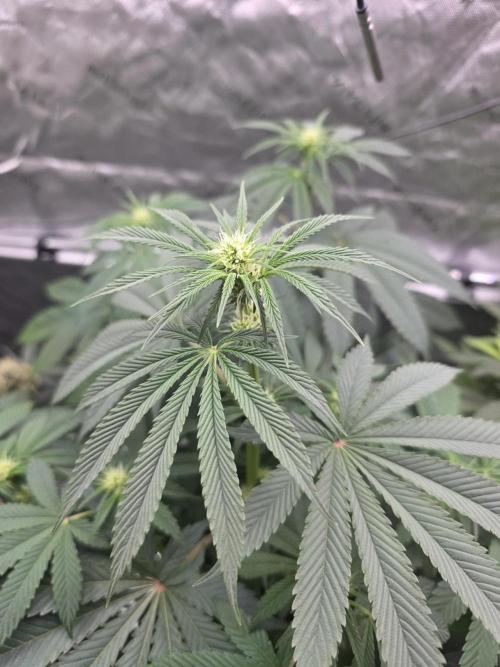 SSSC - Tropical Ice Cream - No Contest. Week 8 - Day 54