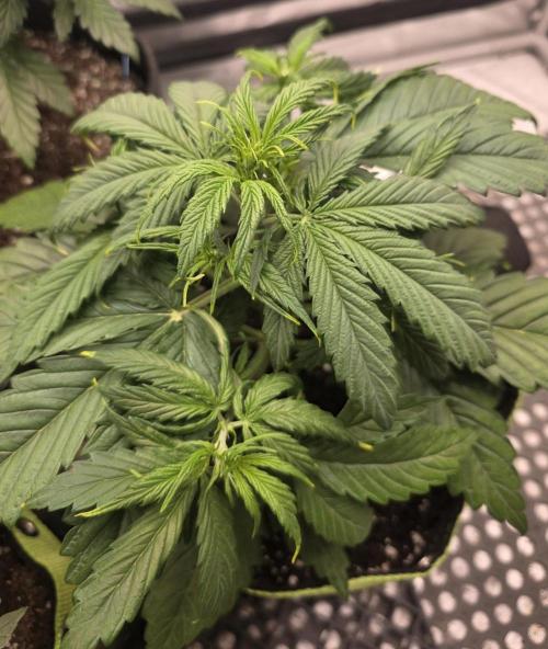 Amnesia Bilbo Auto - Genehtik. Week 4 - Day 26